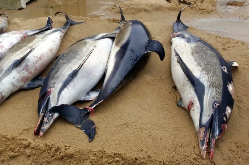 【海洋悲歌】1100隻「斷鰭」海豚橫屍法國海灘　死因成謎疑纏漁網後遇害
