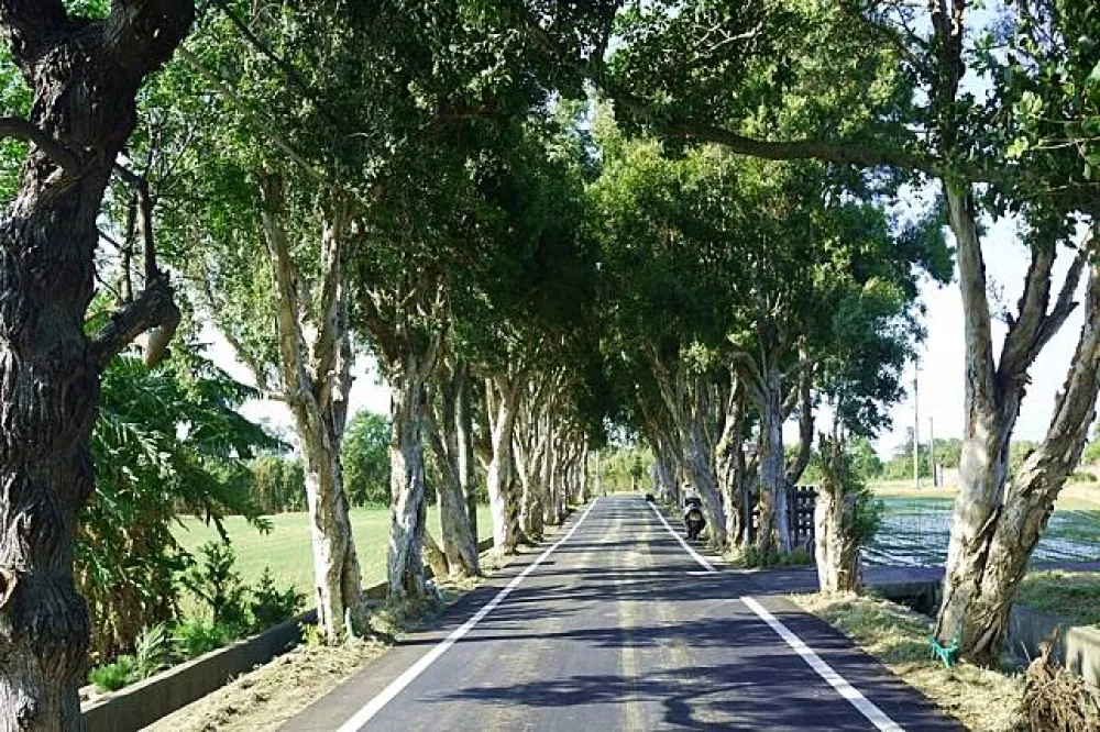 兩個秘境一次滿足　白千層綠色隧道、草漯沙丘　