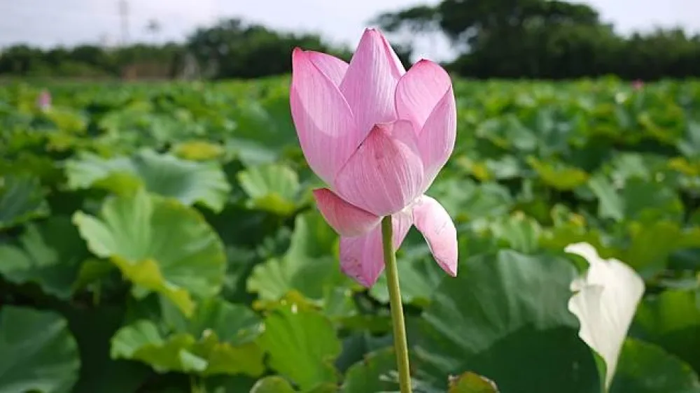 夏天帶來綠色的浪　60公頃蓮花田盛開中