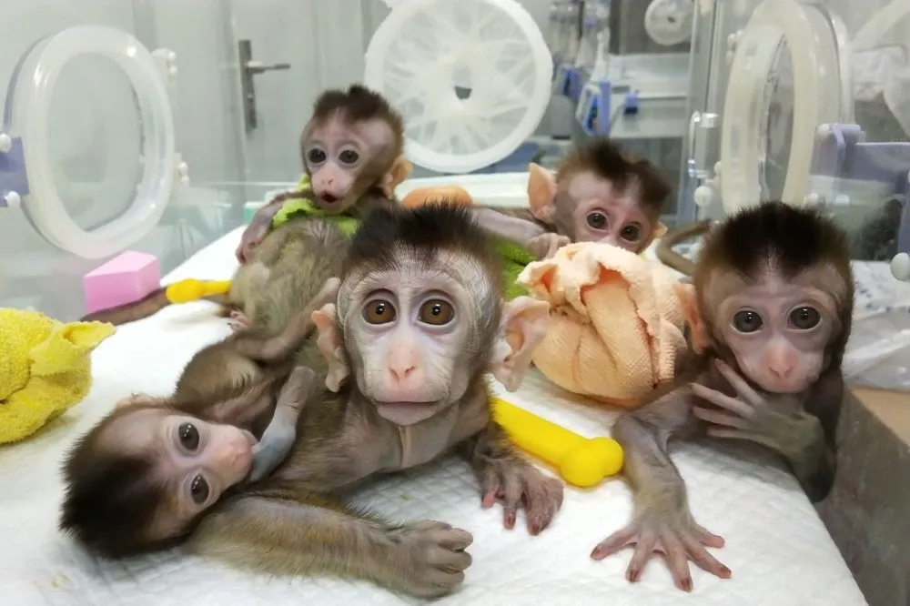 中國將人類基因植入猴子腦中　參與美科學家：越來越感到不安