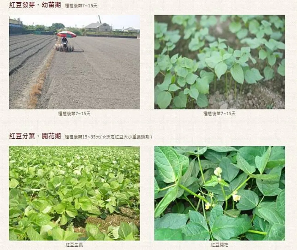 投書：應搞清楚紅豆滯銷真相
