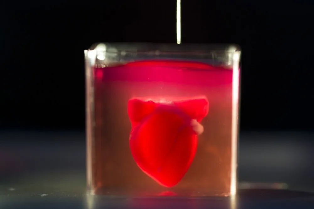 【3D列印里程碑】醫學新突破　以色列成功製出首個具血管腔室的「心臟」
