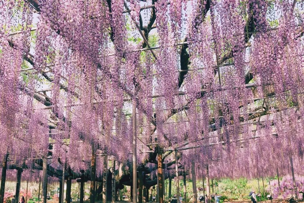 絕美花景隧道、花海瀑布！日本關東五大「紫藤花公園」攻略