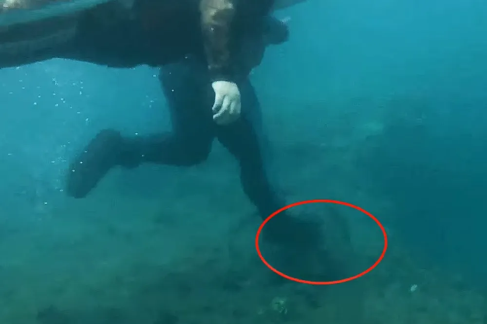【有片】潛水客虐踩綠蠵龜全都錄！　小琉球現行犯送辦首例