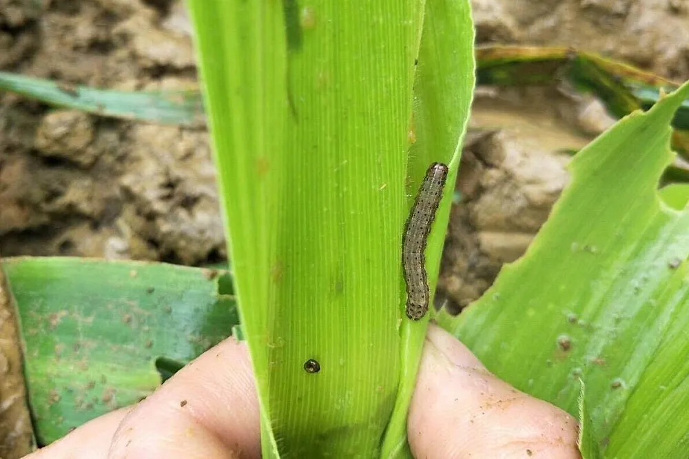 【比豬瘟可怕】宜蘭頭城淪陷！　秋行軍蟲第二例確認