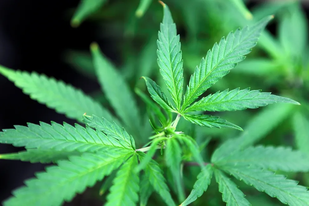 台男夾帶37公斤大麻花入境遭逮　創桃機託運行李運毒最高紀錄