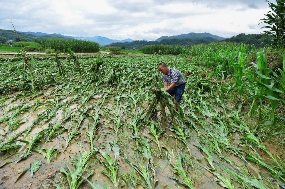 極端天氣導致10年農作物收成減少　全球貧窮狀況將惡化