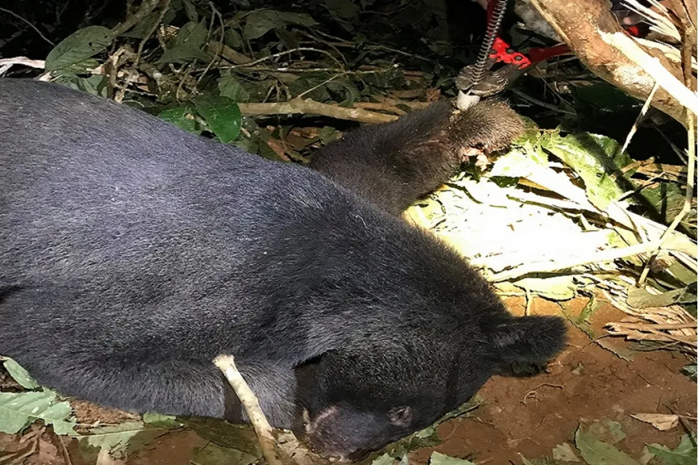 台灣黑熊遭「山豬吊」夾住前掌　傷口血肉模糊、指頭全不見