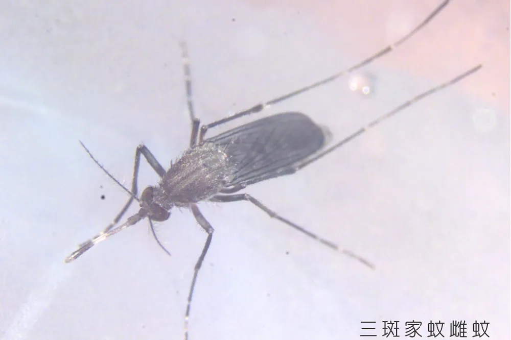 全台逾半日本腦炎病例集中高雄　疾管署籲接種疫苗避免感染