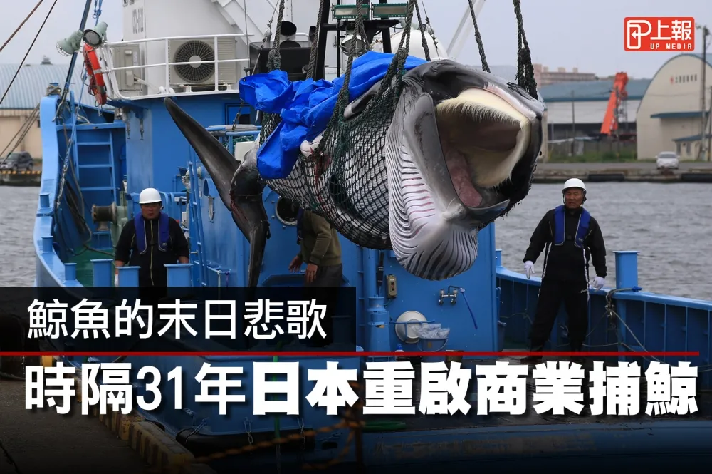 【影片】鯨魚的末日悲歌　時隔31年日本重啟商業捕鯨