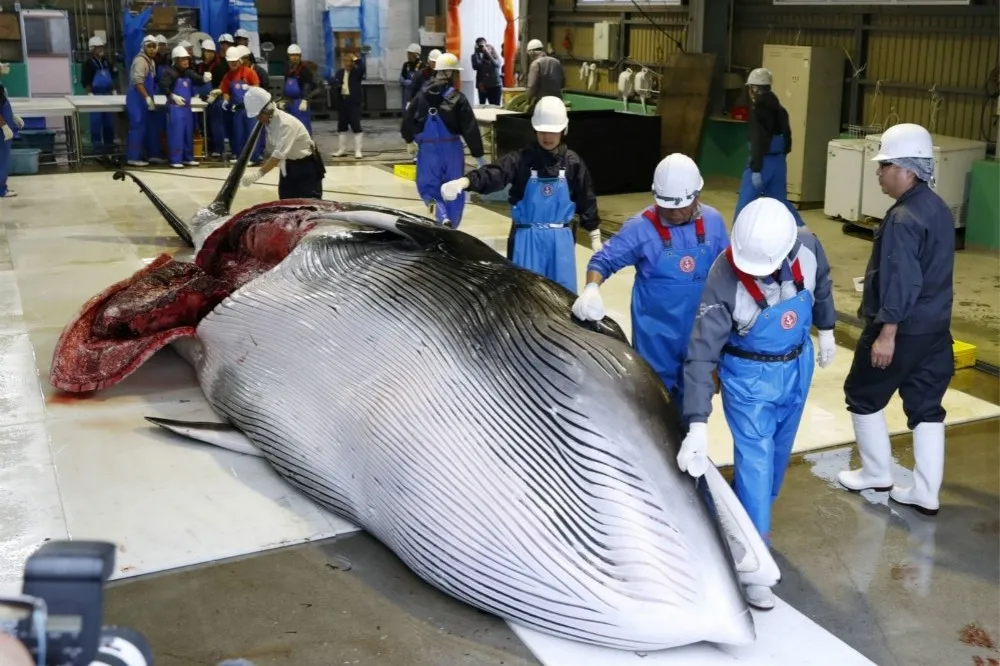 不顧環保團體撻伐　日本開賣重啟商業捕鯨後首批鯨肉　