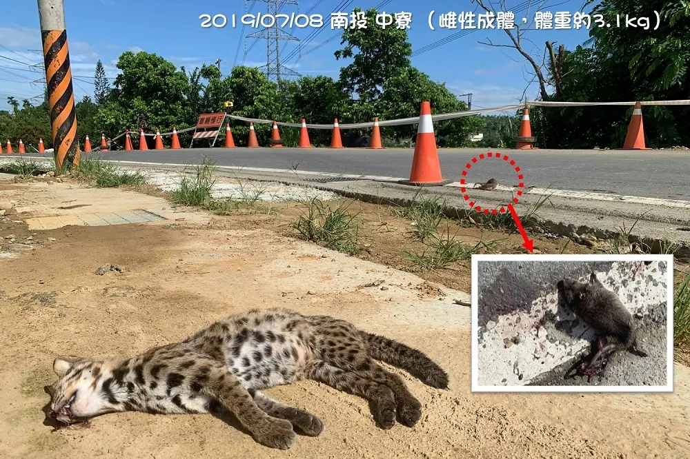 【悲歌再起】石虎一日送兩命　皆因覓食遭路殺
