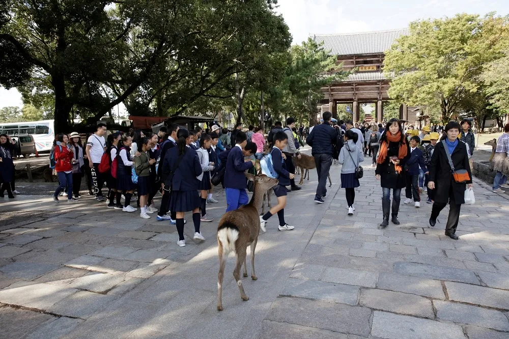 胃中挖出3.2公斤垃圾　日本奈良公園9頭鹿誤食塑膠垃圾慘死