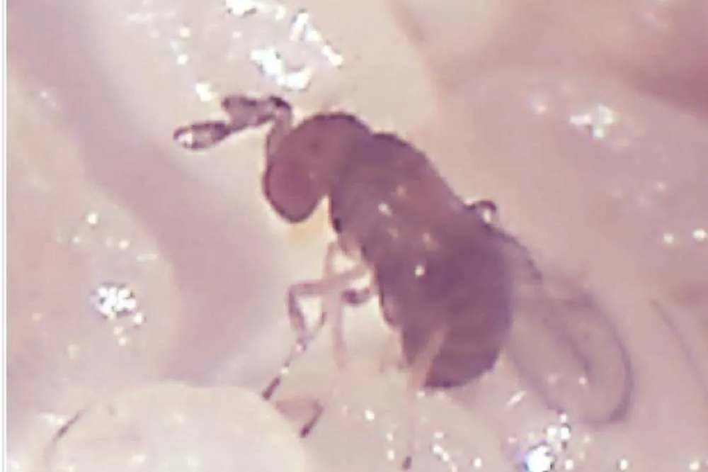 秋行軍蟲剋星出現！　「赤眼卵蜂」可寄生蟲卵抑制孵化