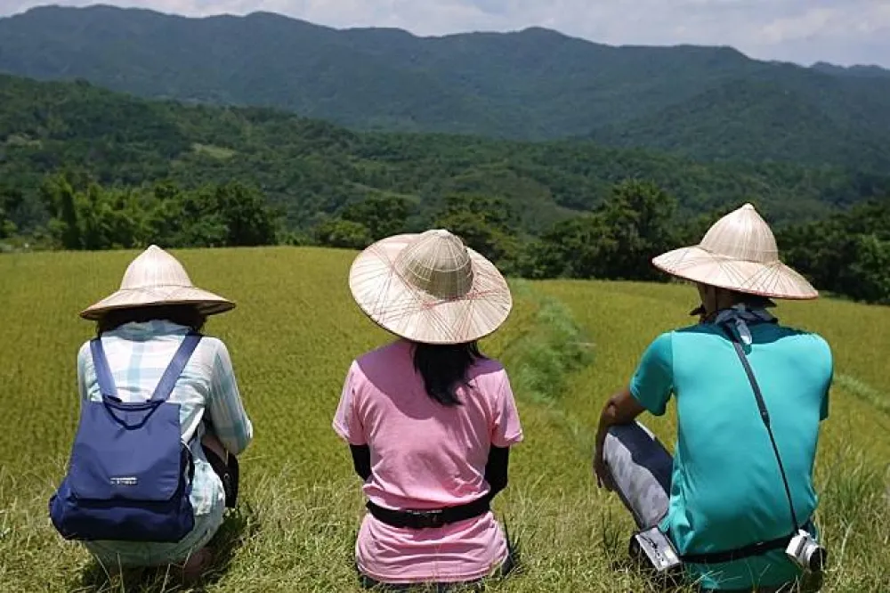 貢寮不是只有音樂祭　遠離喧囂！在水梯田間賞稻浪
