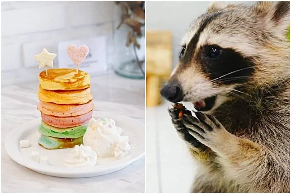 【嫻子遊泰國】可愛動物打卡點！色彩繽紛的甜點店