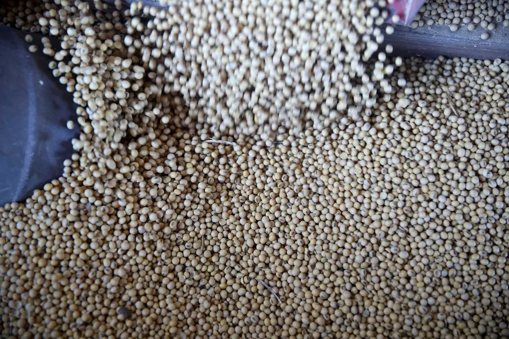 為貿易戰解套　中國開放進口俄羅斯大豆