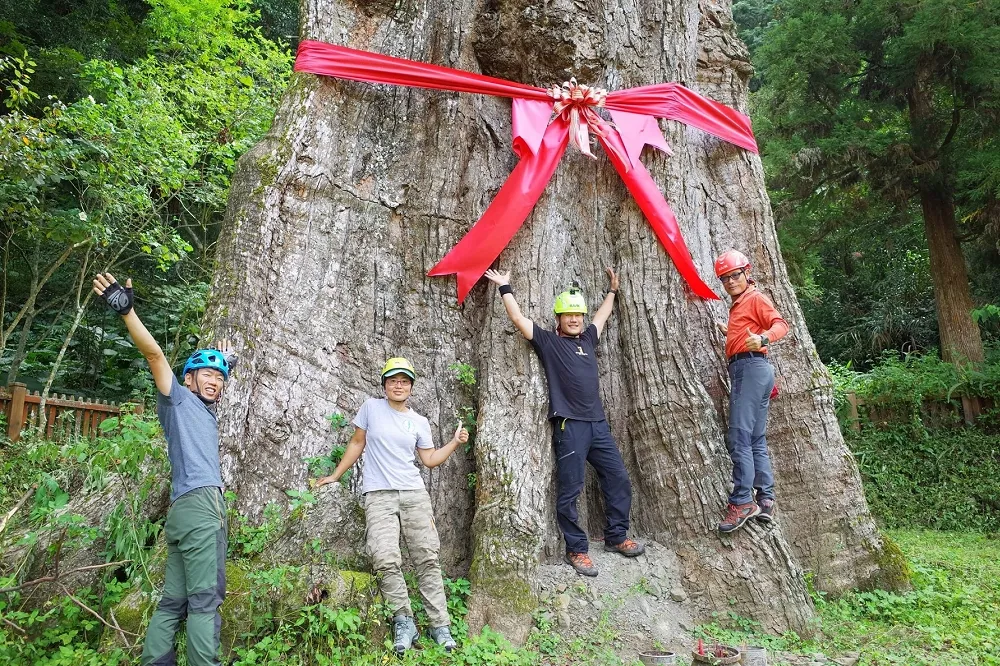 【台灣之光】南投「樟樹公」是全球最高樟樹　已登錄世界神木網站