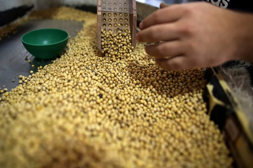 【美中貿易戰】 全球進出口大洗牌　美國大豆農另尋出路轉銷歐洲