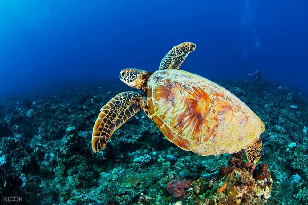 酷夏玩水好清涼！與尼莫一起游泳、水族館欣賞大鯊魚　4 條親子共遊推薦行程