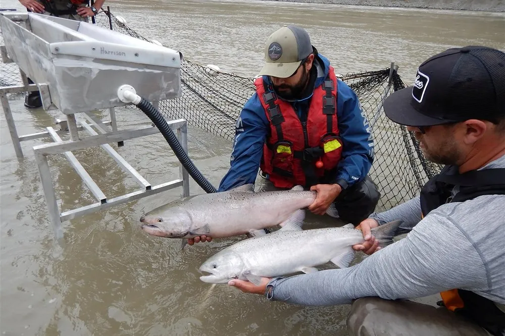 阿拉斯加庫克灣水溫提前50年創新高　大量鮭魚死於「熱緊迫」