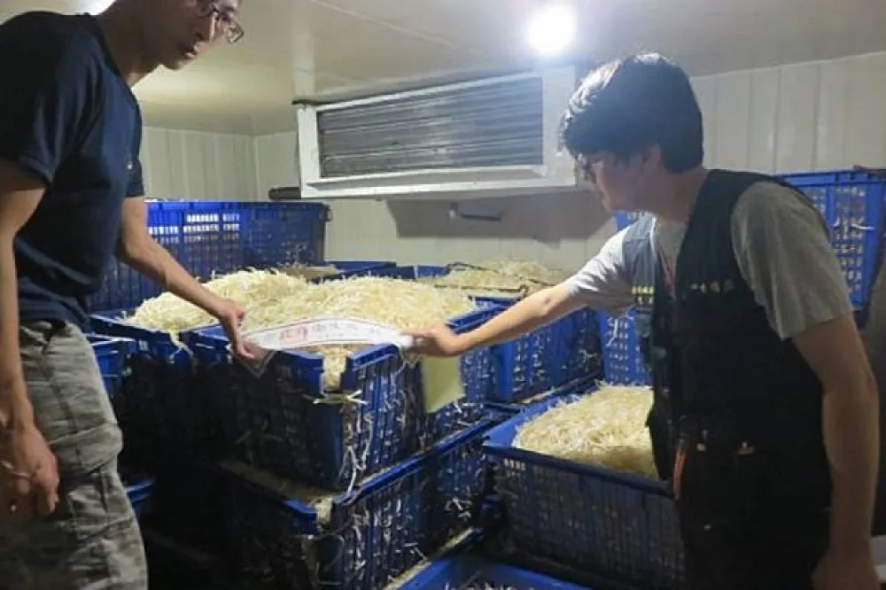 漂白豆芽菜流入市面5400噸　新北衛生局：可處300萬以下罰款