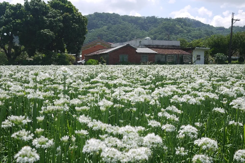 雪白韭菜花田、新風景線地景藝術節　9月份來桃園自在一日遊吧