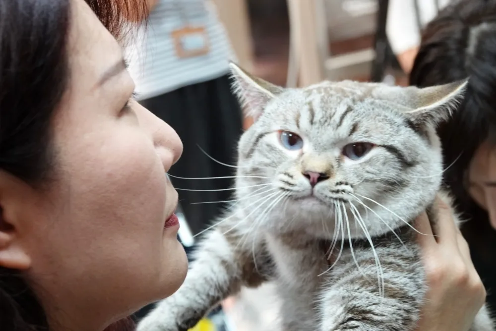 化療藥不合法、抗生素僅1種　「人藥救動物」該不該全面開放