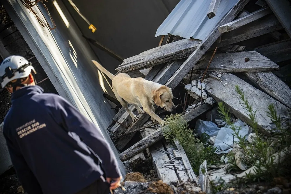 搜救犬「鐵雄」出征法國未得獎　領犬員不氣餒繼續爭取好成績