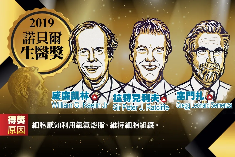 【2019諾貝爾獎】破解細胞感知與適應氧氣變化機制　3英美學者共同榮獲生理醫學獎