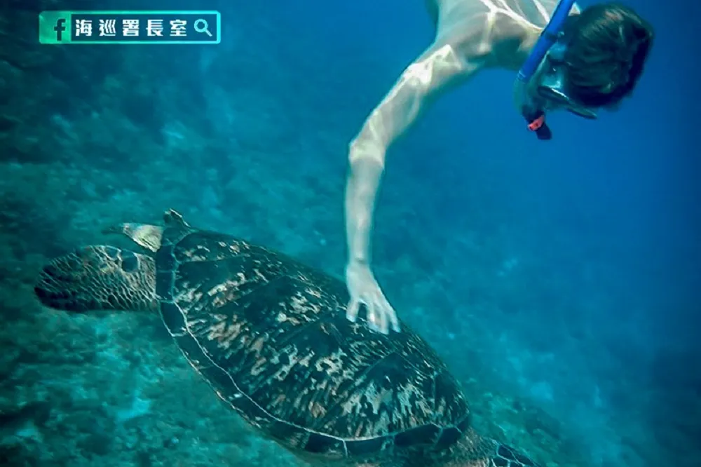 【摸一下30萬】德少年小琉球浮潛騷擾海龜　荷包失血毀自由行