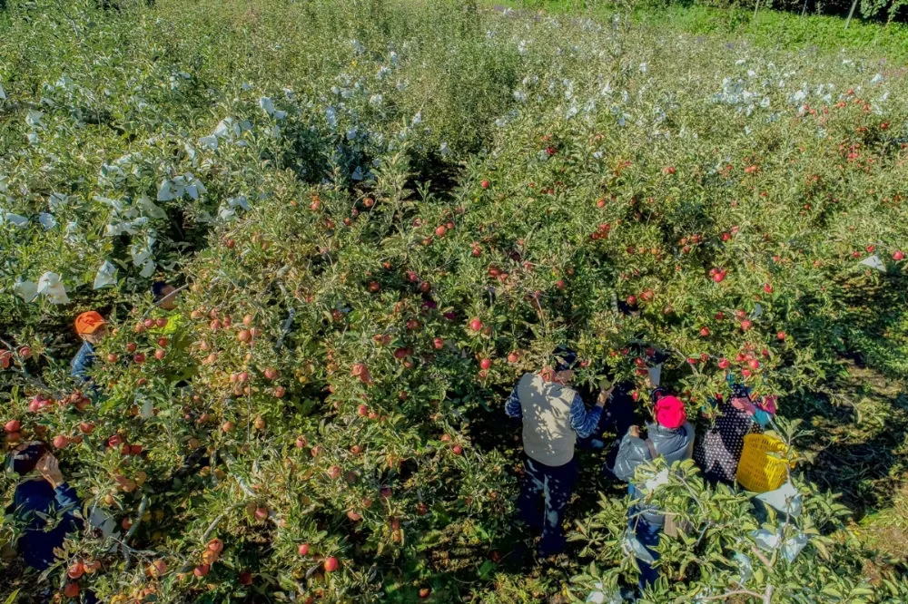 秋季旅行首選！到全台海拔最高福壽山農場　現採蘋果、賞波斯菊花海