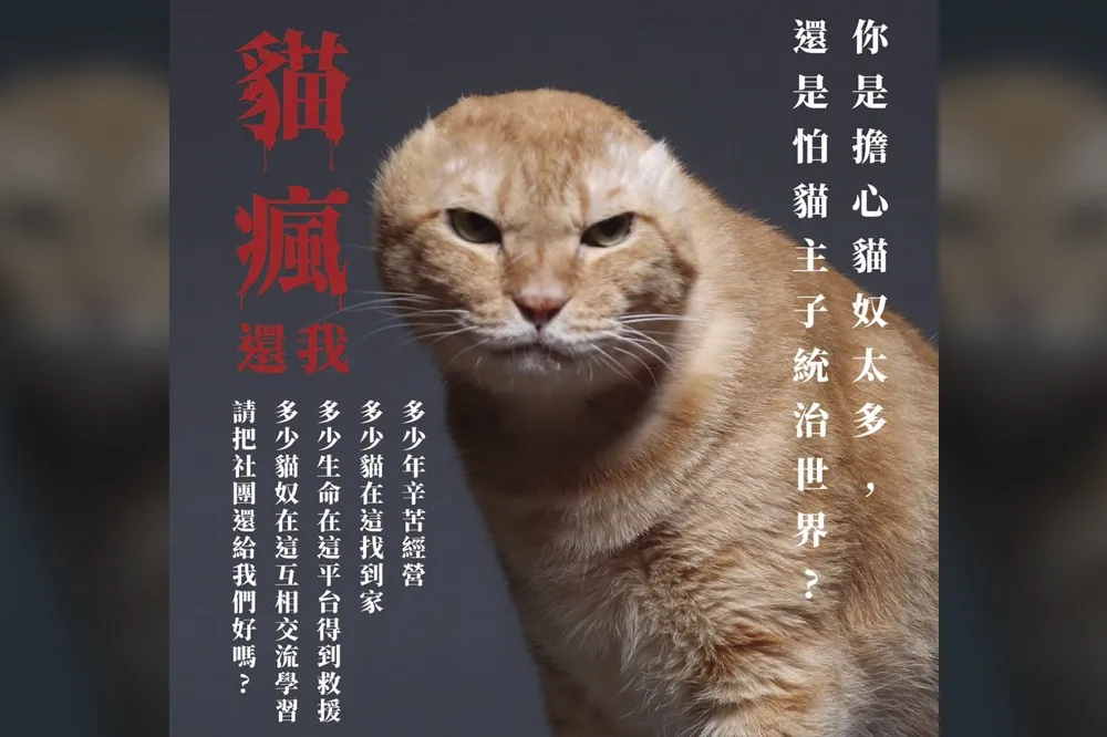 60萬愛貓社團遭韓粉惡搞「消失」　惹蔡英文生氣了：別因立場不同隨意殃及無辜