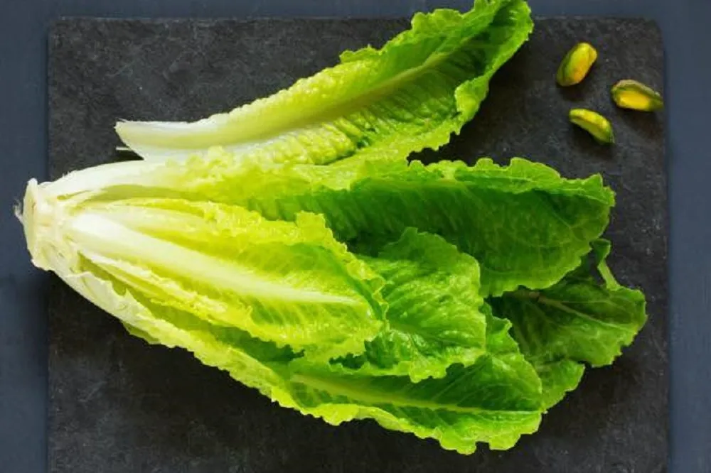 美國「蘿蔓生菜」遭大腸桿菌感染　食藥署：28日起管制1個月