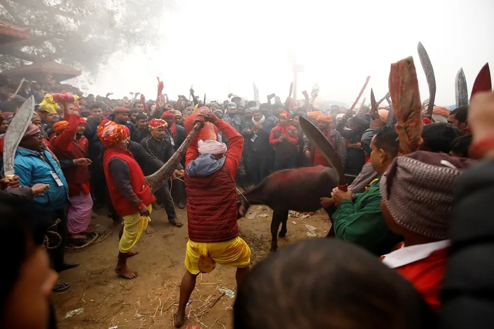  【血腥祭典】尼泊爾「嘉蒂麥節」百位屠夫磨刀霍霍　數十萬牲口血祭女神