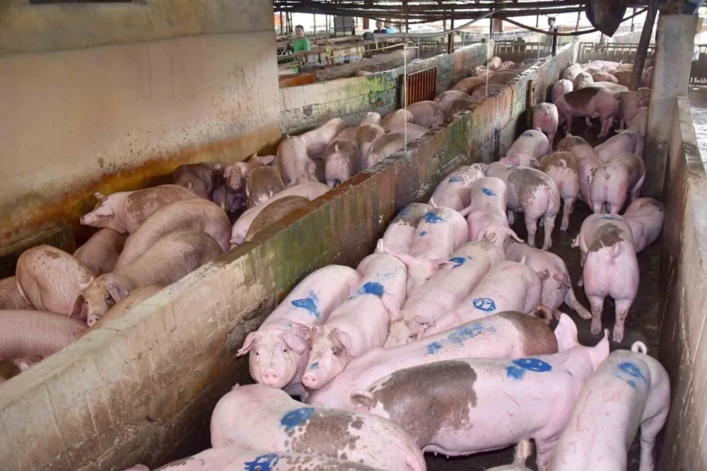 印尼證實發生豬瘟首例疫情　13日下午2點起攜帶豬肉製品重罰20萬
