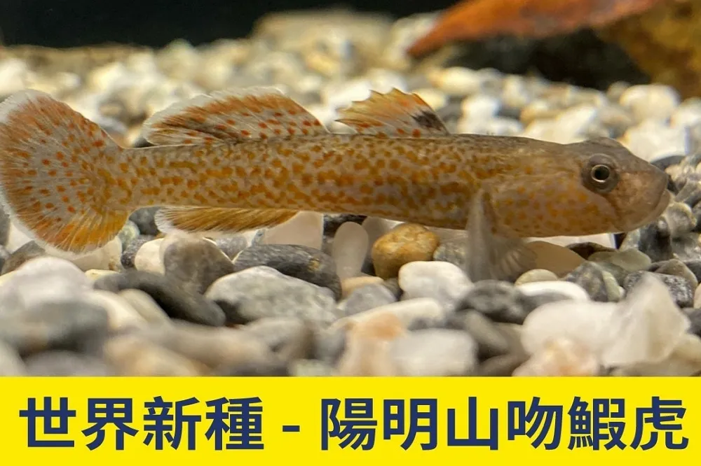 【一孵化就會游】台灣發現世界新種「陽明山吻鰕虎」　海科館首亮相