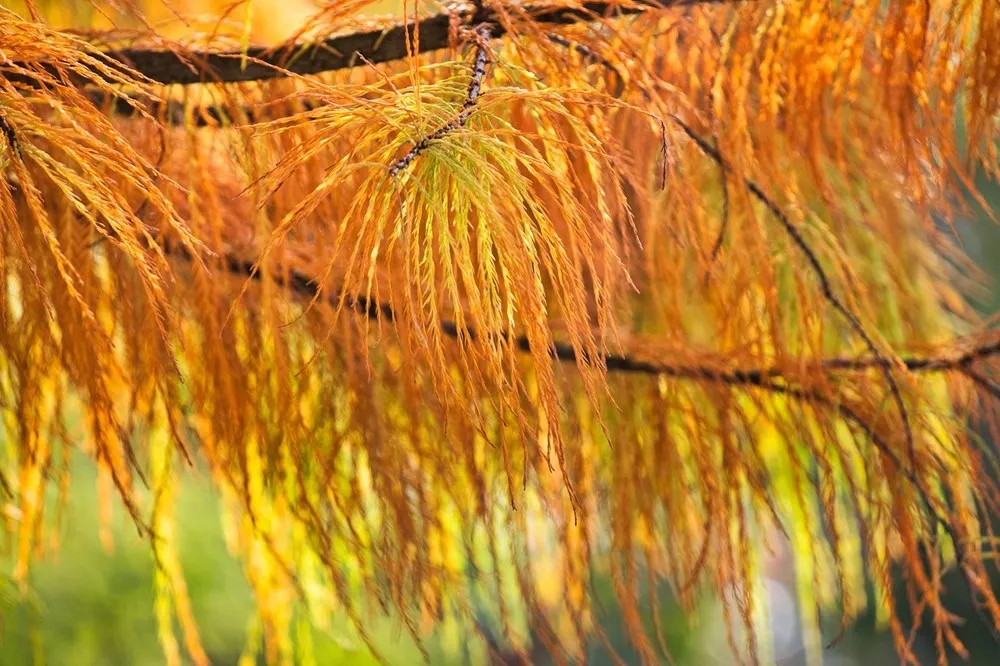 秋冬限定好去處！全台落羽松秘境推薦 10 選，怎麼拍怎麼美