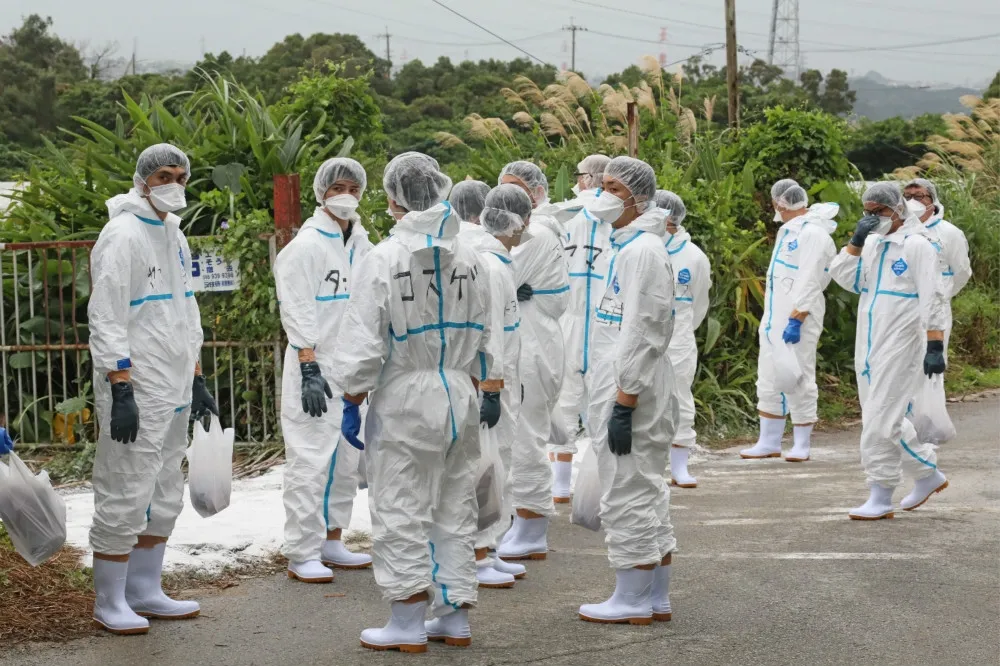 【33年來首次】日本沖繩驚傳豬瘟疫情　縣內緊急撲殺1800頭