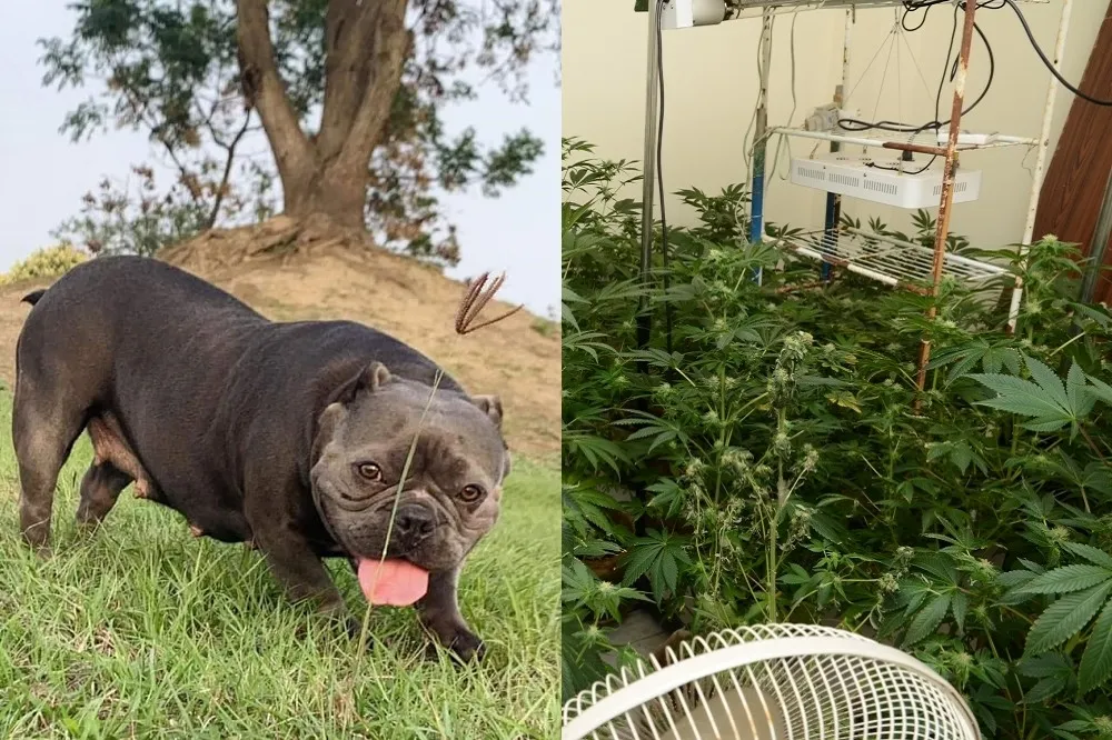 美國惡霸犬不敵警方雞排誘惑　失守大麻工廠2嫌落網