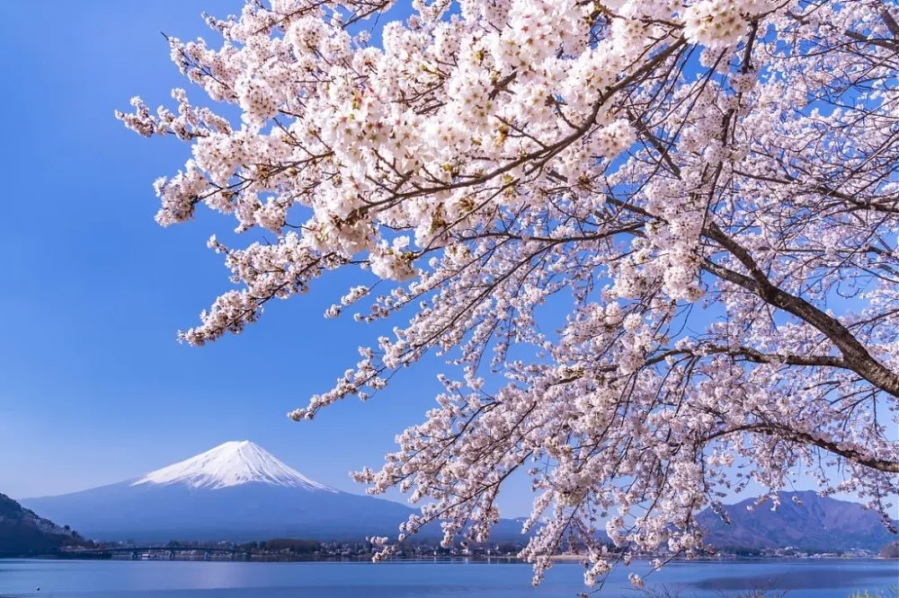 2020 日本富士山櫻花季：富士山櫻花X富士山河口湖懶人包！