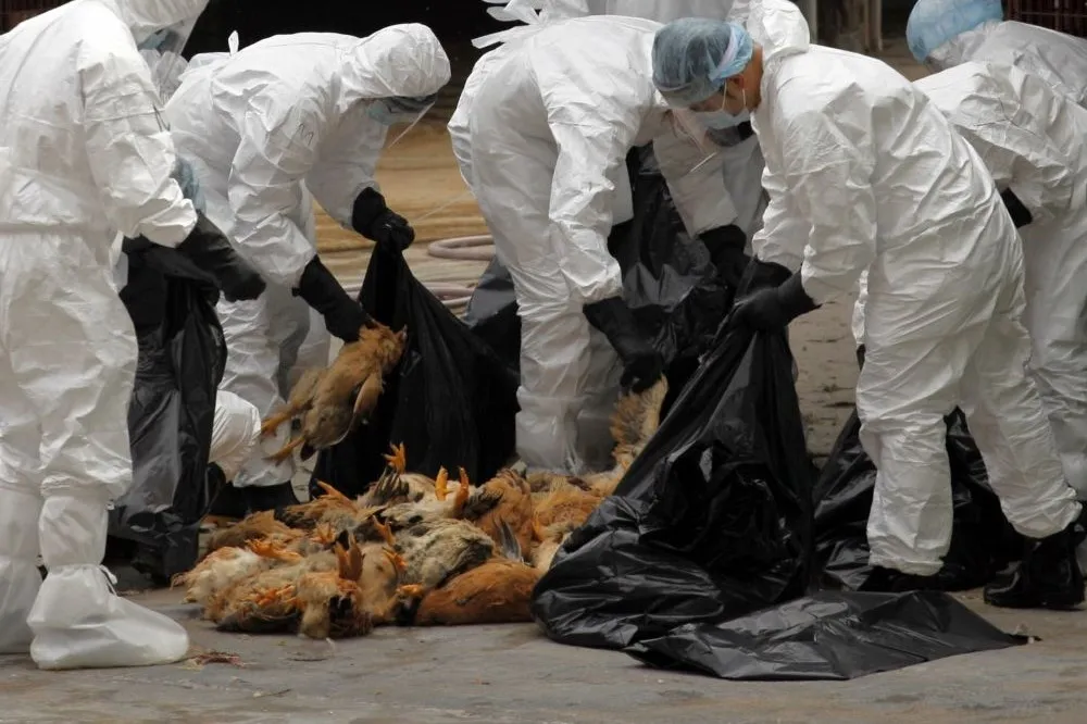 越南H5N1、H5N6禽流疫情嚴重　全境撲殺5.5萬隻家禽