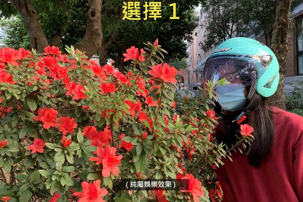 杜鵑花節防疫出新招　台大推「口罩＋安全帽」賞花