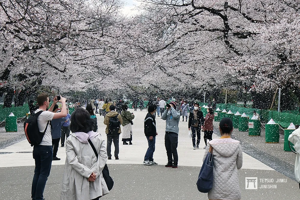 【東京鐵男見聞】史上最早櫻花季來臨　東京都知事卻叫大家不要出門？