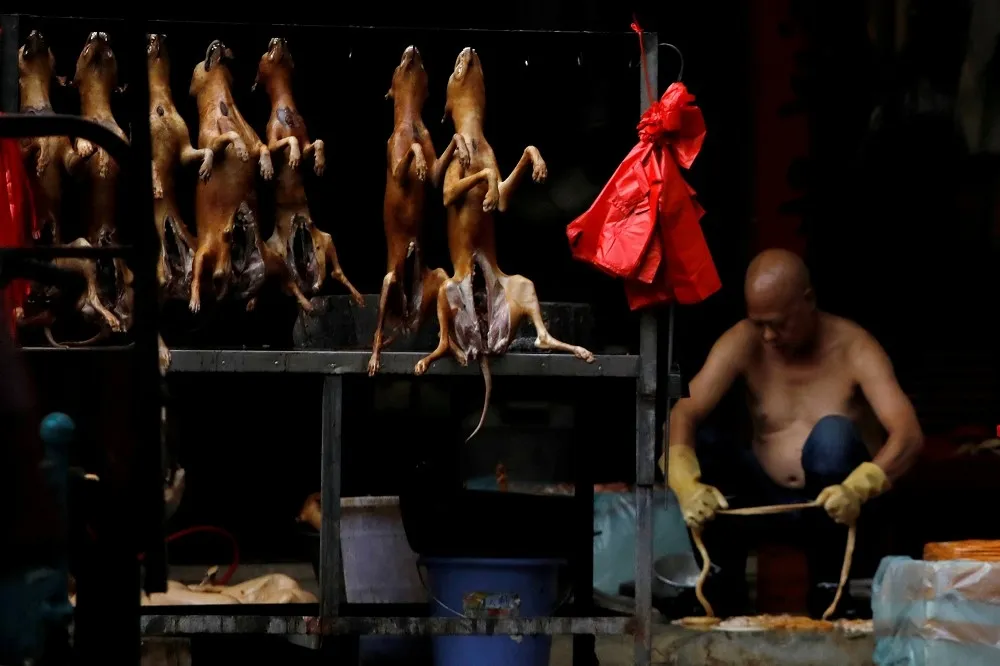 狗是伴侶動物還是食材？　中國農業農村部公佈管理辦法、徵求各界意見