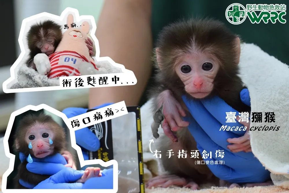 母猴遭宰殺烹煮　失恃幼猴緊抱媽媽的手「嚶嚶哭泣」