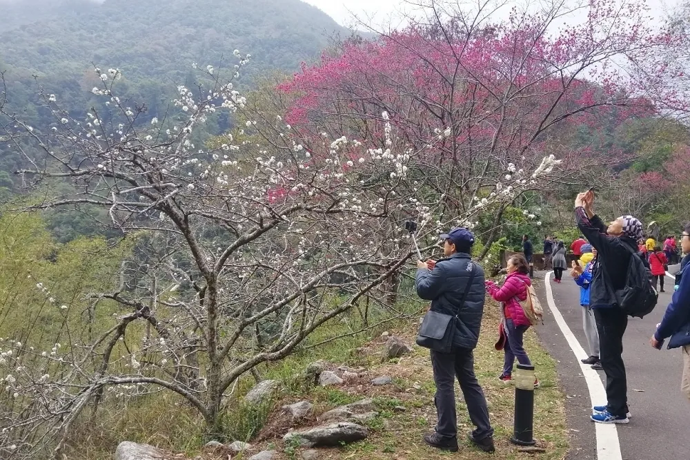 【防人潮群聚】1968「警點」冷清淪反指標　抹茶山、溪頭未列擠爆
