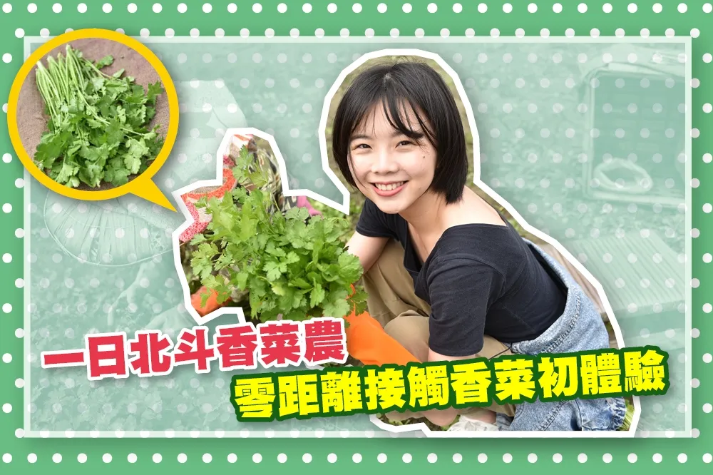 【反香菜聯盟勿入】一日北斗香菜農　零距離接觸香菜初體驗