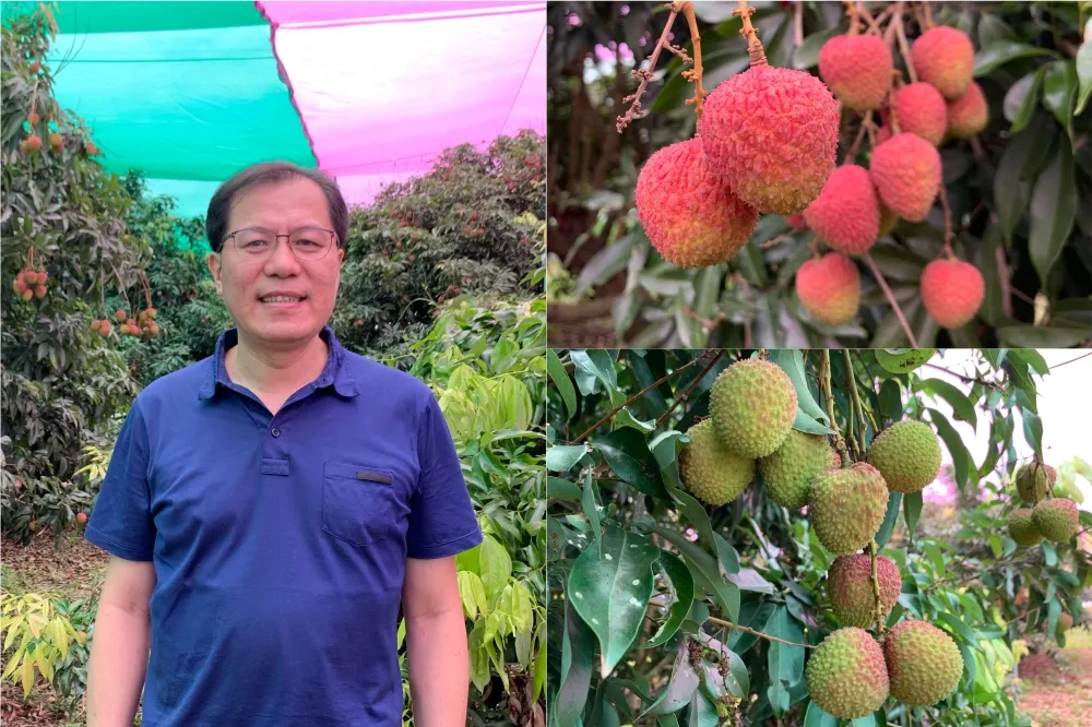 省藥省工少蟲！高市玉荷包推栽培新法　「紅配綠」產期可拉長20天