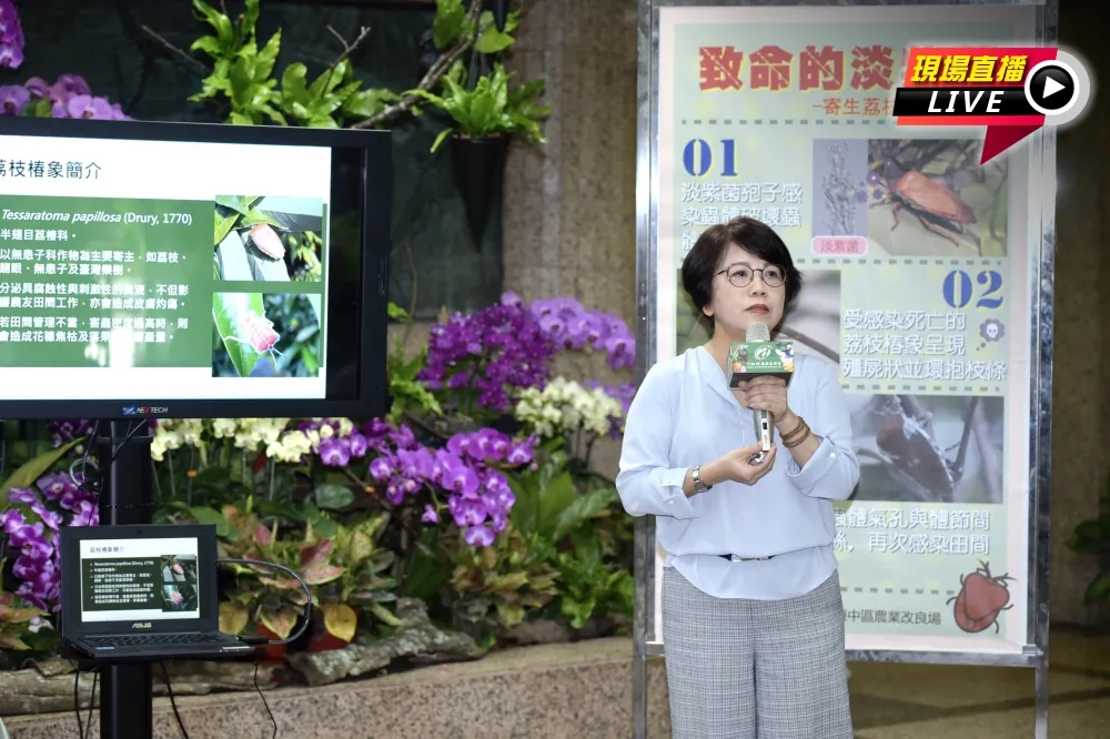 【直播】荔枝椿象防治最新突破　「魔鬼剋星淡紫菌」登場